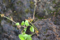 Murdannia versicolor